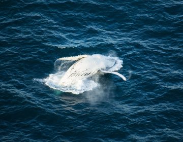 Whale Ocean Photograph Australia